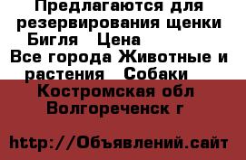 Предлагаются для резервирования щенки Бигля › Цена ­ 40 000 - Все города Животные и растения » Собаки   . Костромская обл.,Волгореченск г.